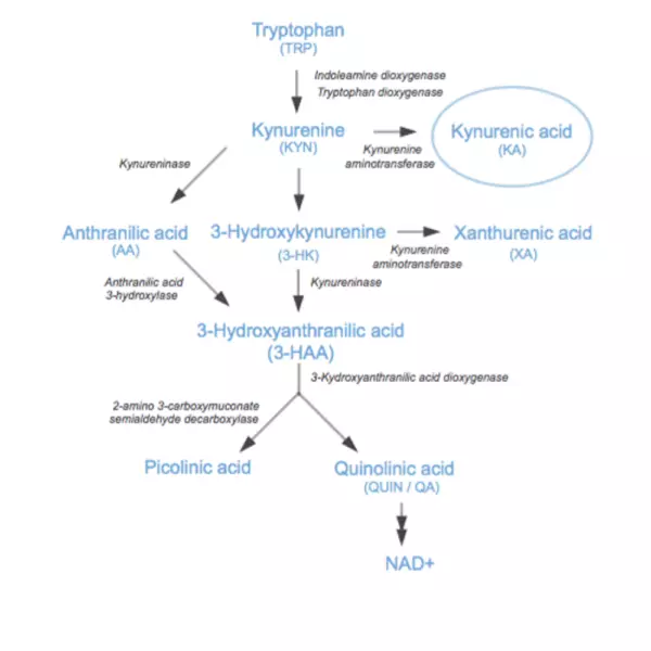 Kynurenic Acid ELISA kit I Serum I High Sensitivity I Cited in 6 papers