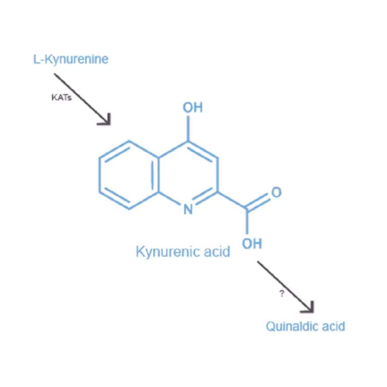 Kynurenic Acid Polyclonal Antibody - ImmuSmolImmuSmolAntibodies ...