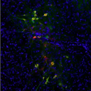 Dopamine Antibody - Rabbit Polyclonal I Cited in 13 papers I IF in ...