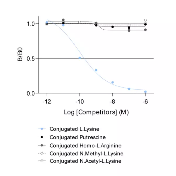 anti-Lysine antibody Affinity specificity