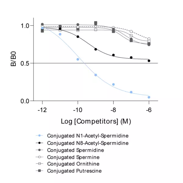 Affinity & specificity of anti-N1-Acetyl-Spermidine antibody