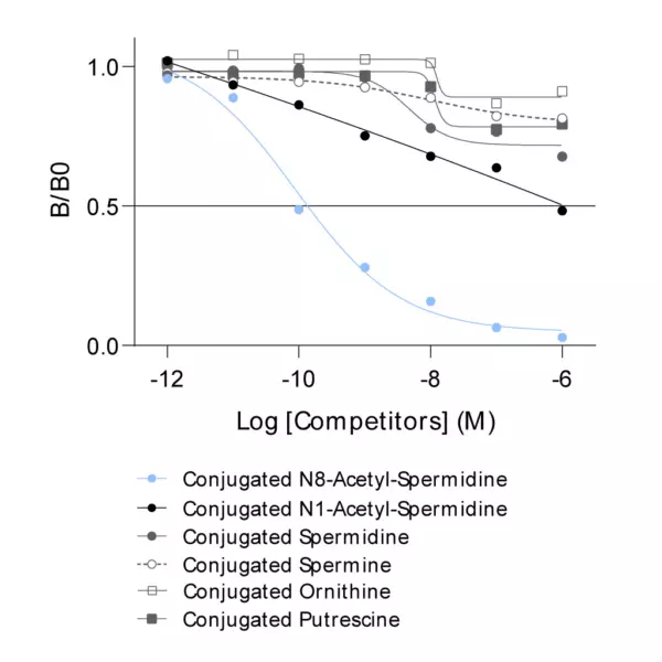 Affinity & specificity of anti-N8-Acetyl-Spermidine antibody